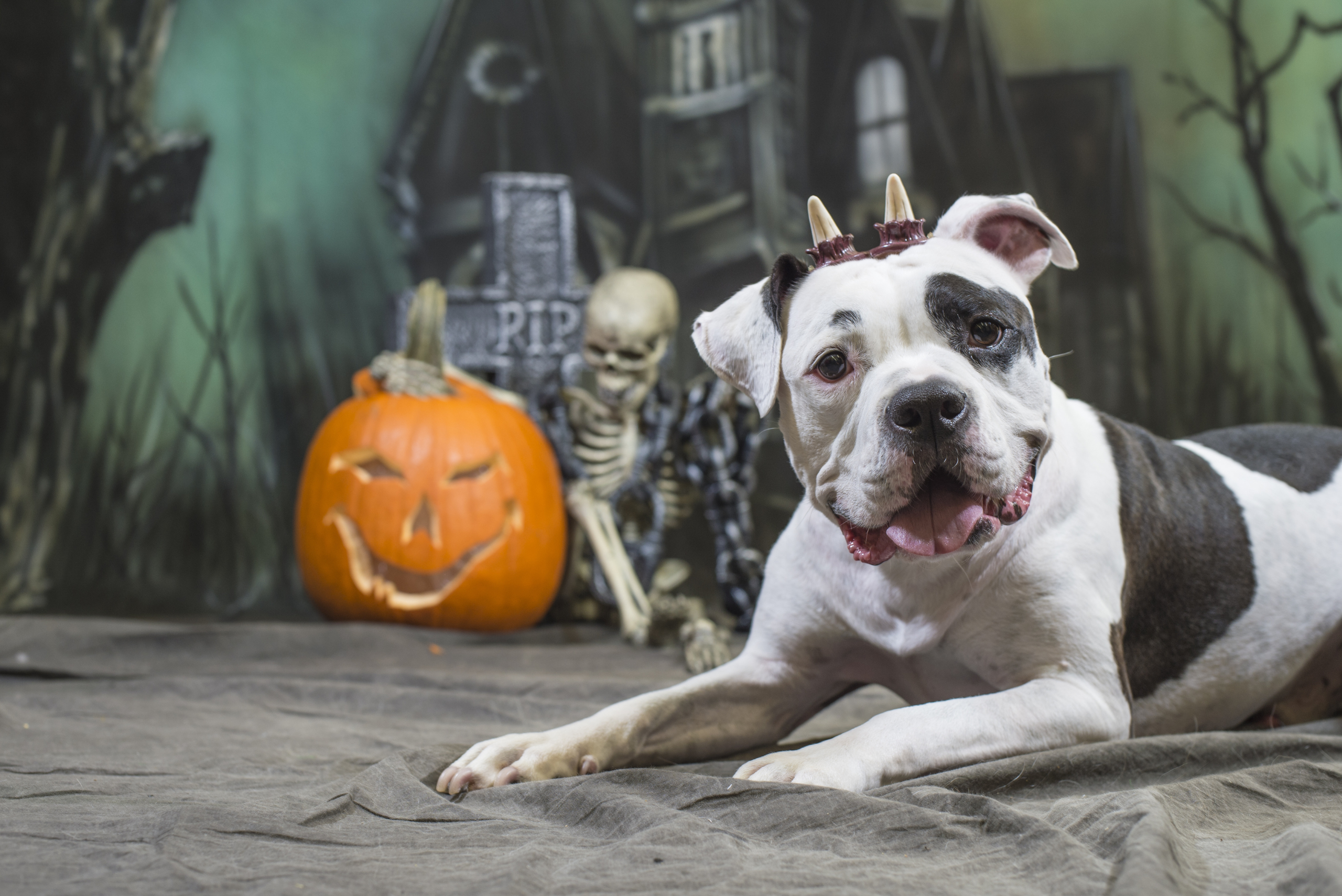 They might look cute, but here's why you shouldn't dress up your pets for  Halloween