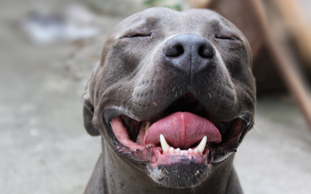 photograph of a smiling pitbull's face