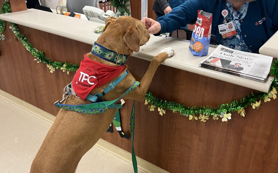 photograph of chloe the therapy dog with her paws on the counter of the reception area of HCA Florida's Northwest Florida Rehabilitation Center to receive a treat from smiling staff