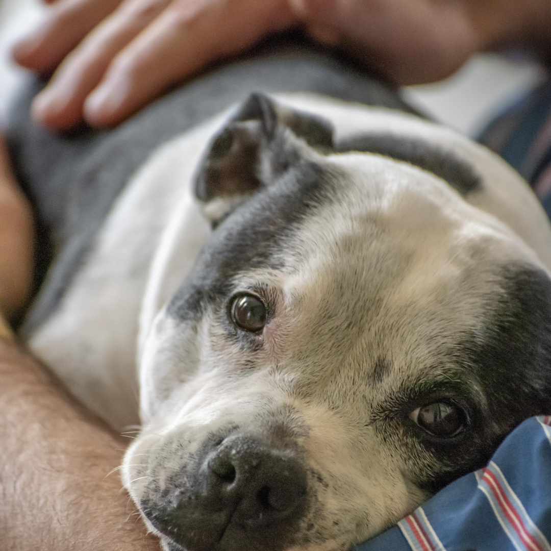 Image of a snuggled up pup for Keeping Dogs in Homes