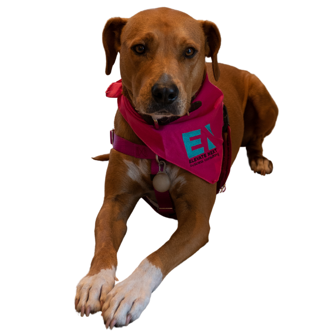 Dog wearing a bandana with sponsor's logo for Elevate Next.