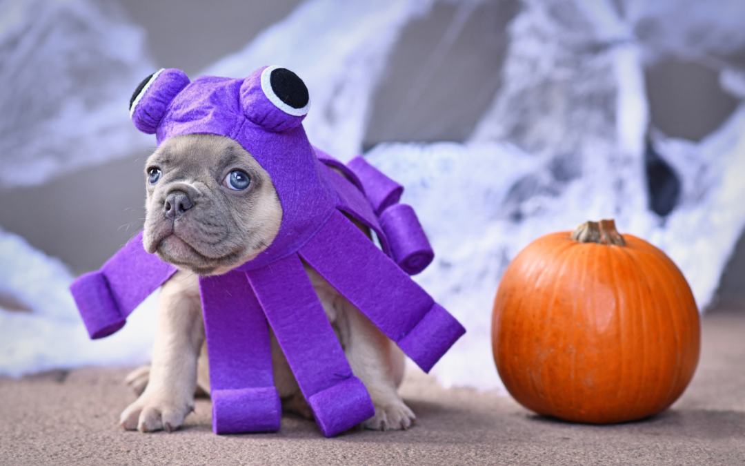 picture of a bull dog puppy in a purple octopus costume sitting next to a pumpkin