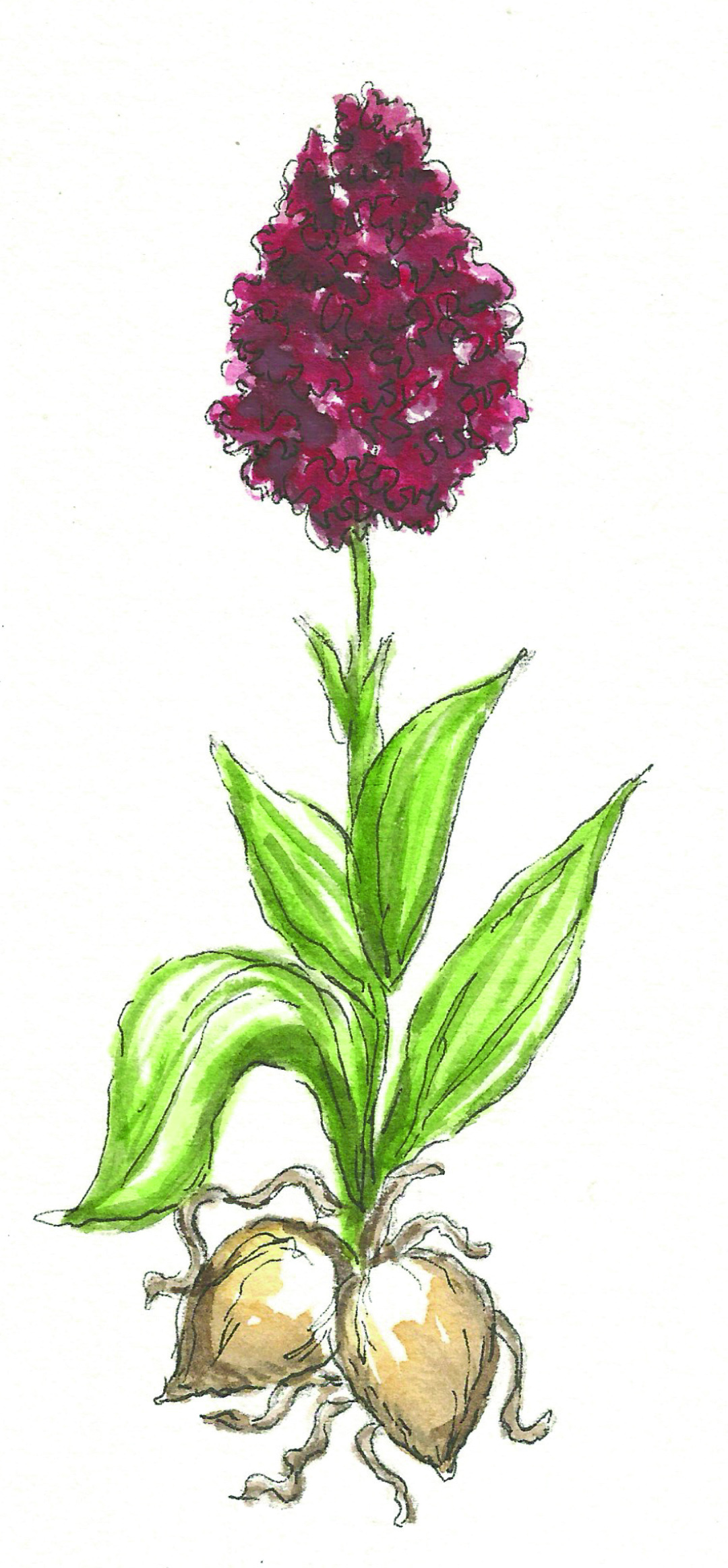 illustrated image of a flower bulb