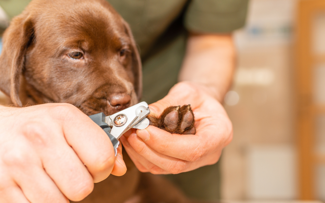 Photograph of a choclate labrador puppy getting his nails trimmed