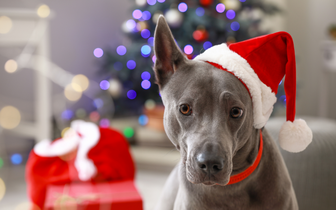 Photograph of a gray short-haired dog with pointy ears wearing aa santa hat