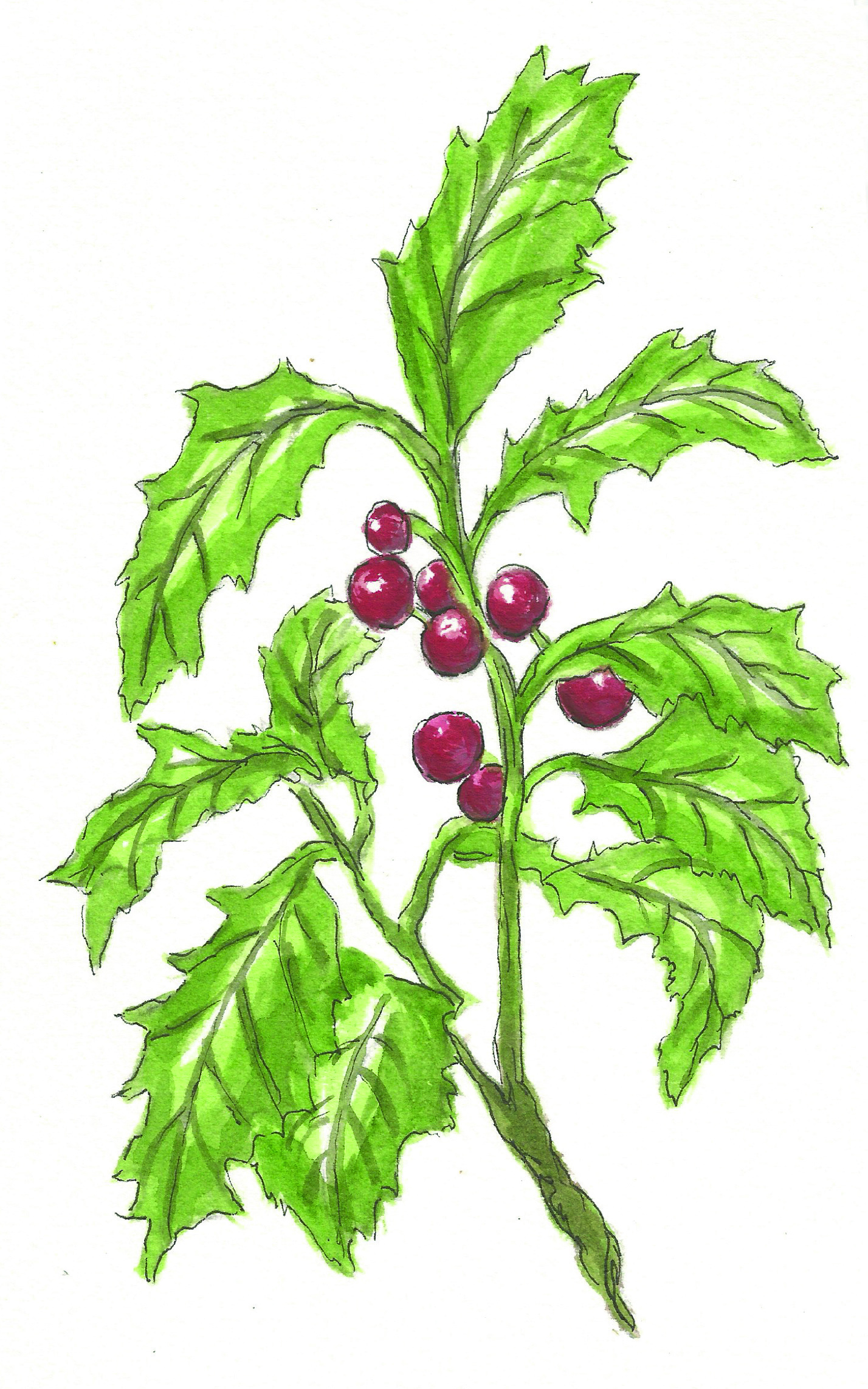 Illustration of the plant, holly