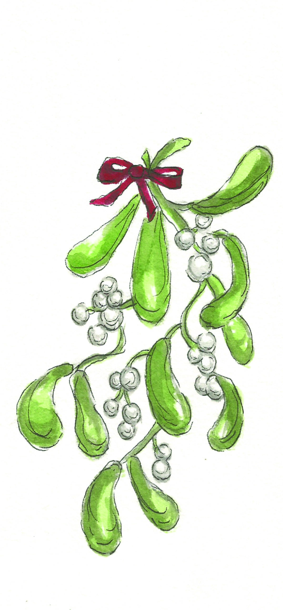 illustrated image of mistletoe