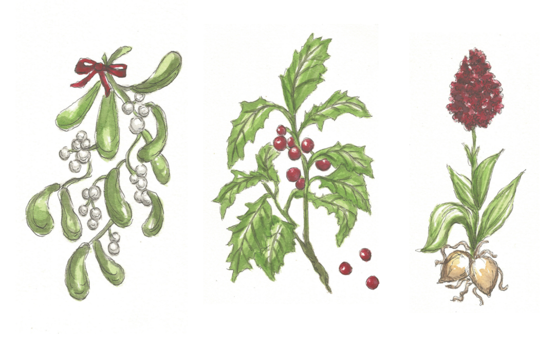 illustrated drawings of mistletoe, holly, and a flower bulb