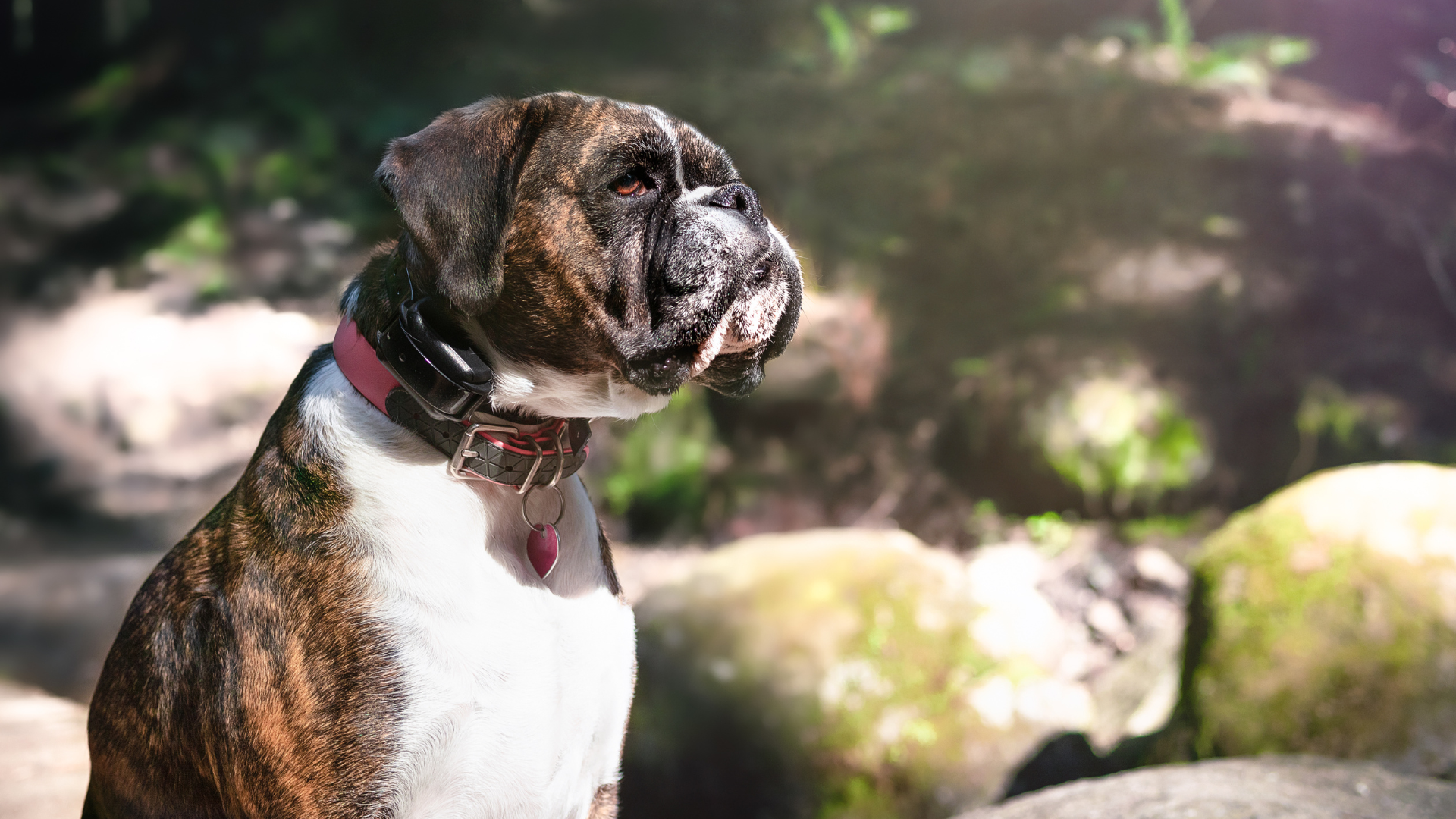 photograph of a boxer wearing a canine electric collar