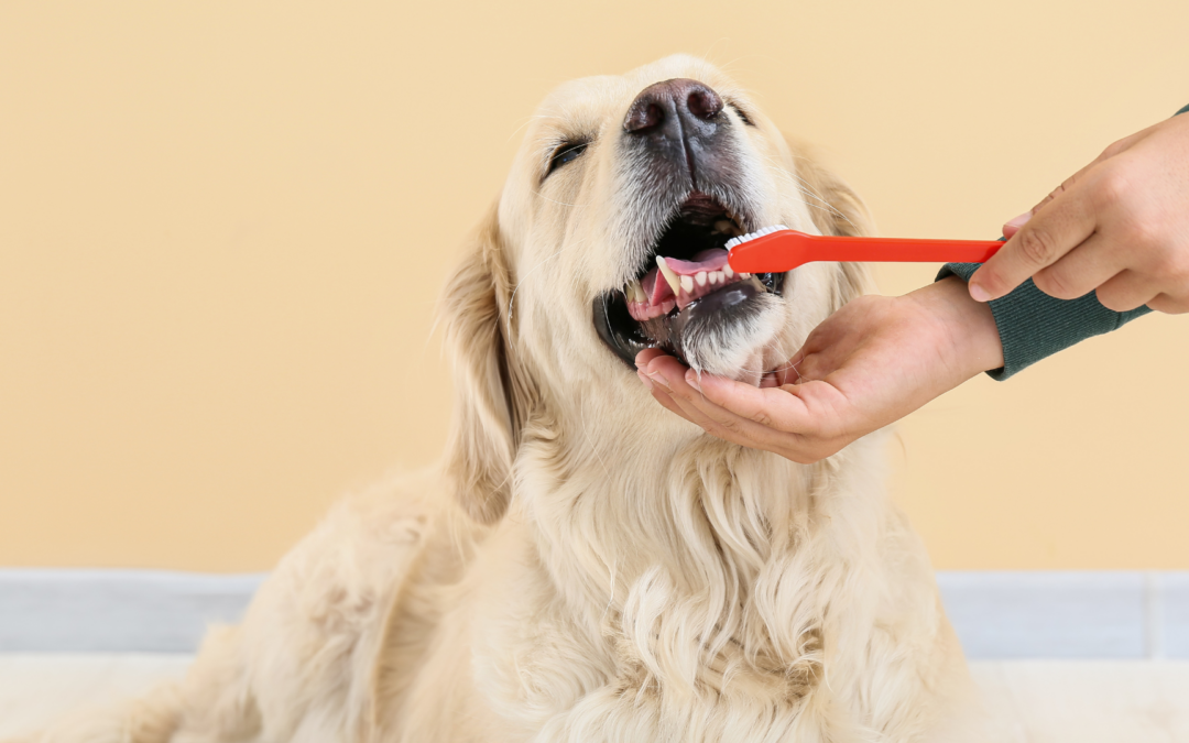 Taking Care of Your Pup’s Pearly Whites