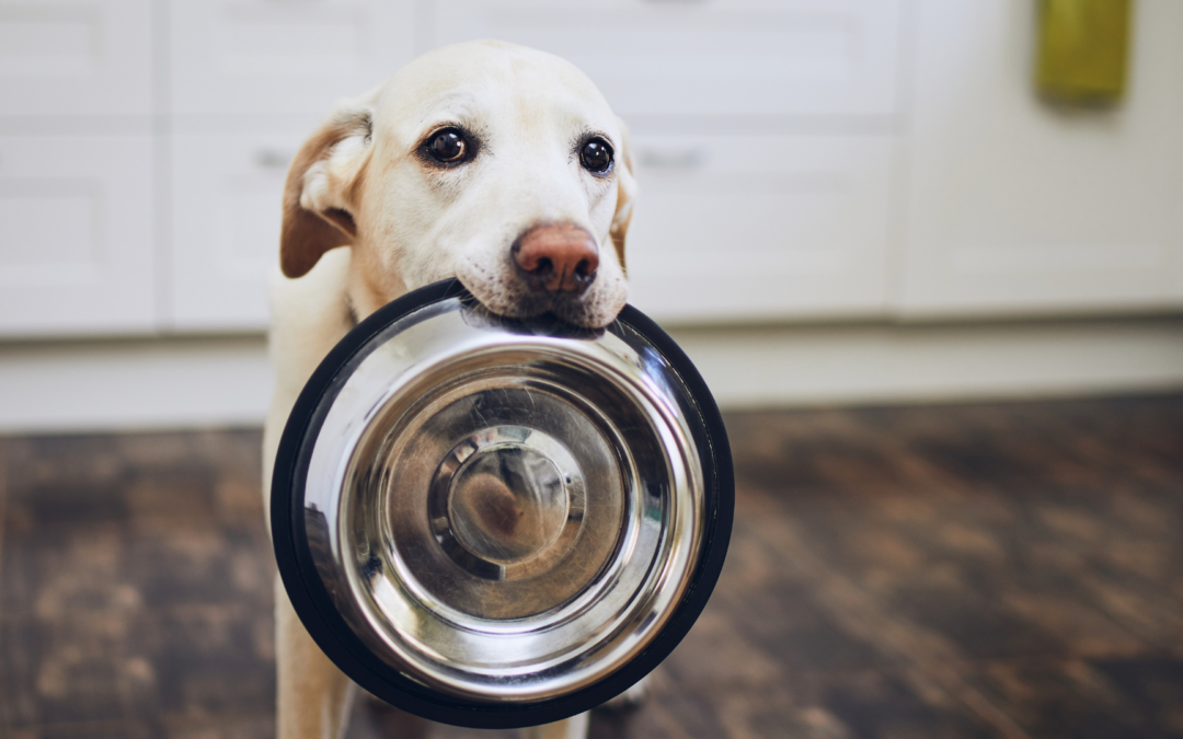 photography of a senior, light-colored dog holding an empty dog bowl in his mouth