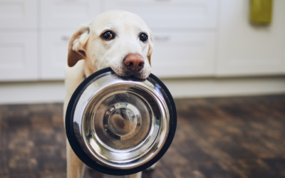 Choosing the Best Dog Food