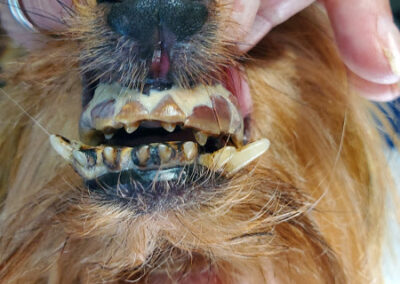 photograph of a dog's teeth showing marked periodontal disease. Notice that lower canine teeth deviate laterally due to excessive bone loss.