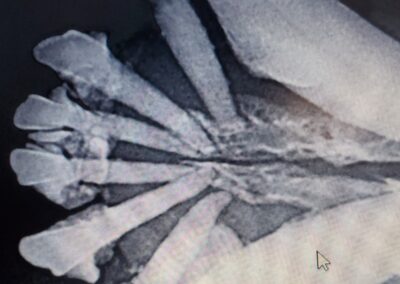 A radiograph reveals severe bone loss in the lower jaw. Incisor roots should be surrounded by bone.