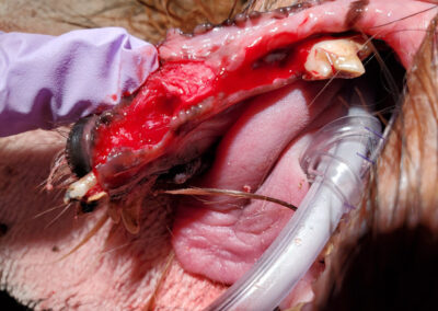 photograph of an extraction of right lower incisors, canine, and premolar teeth.