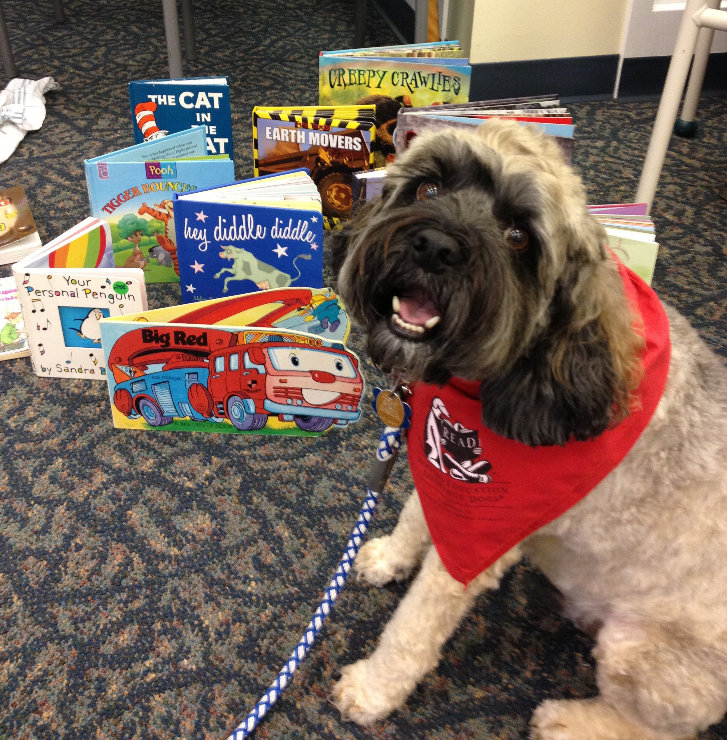 Boomer the Therapy Dog waiting to read with children in the READ program at a local Library.