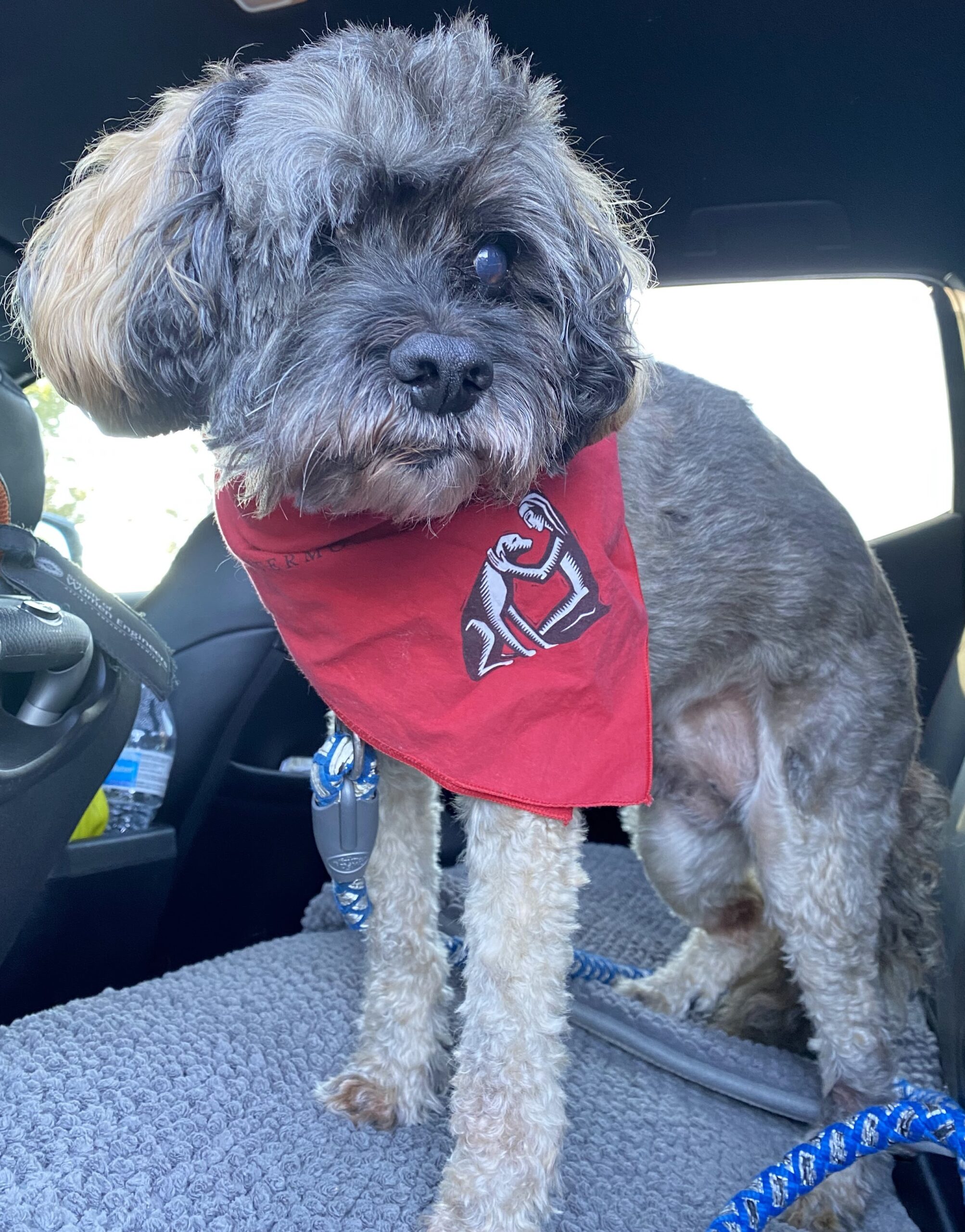 Boomer the Therapy Dog is retired from service.