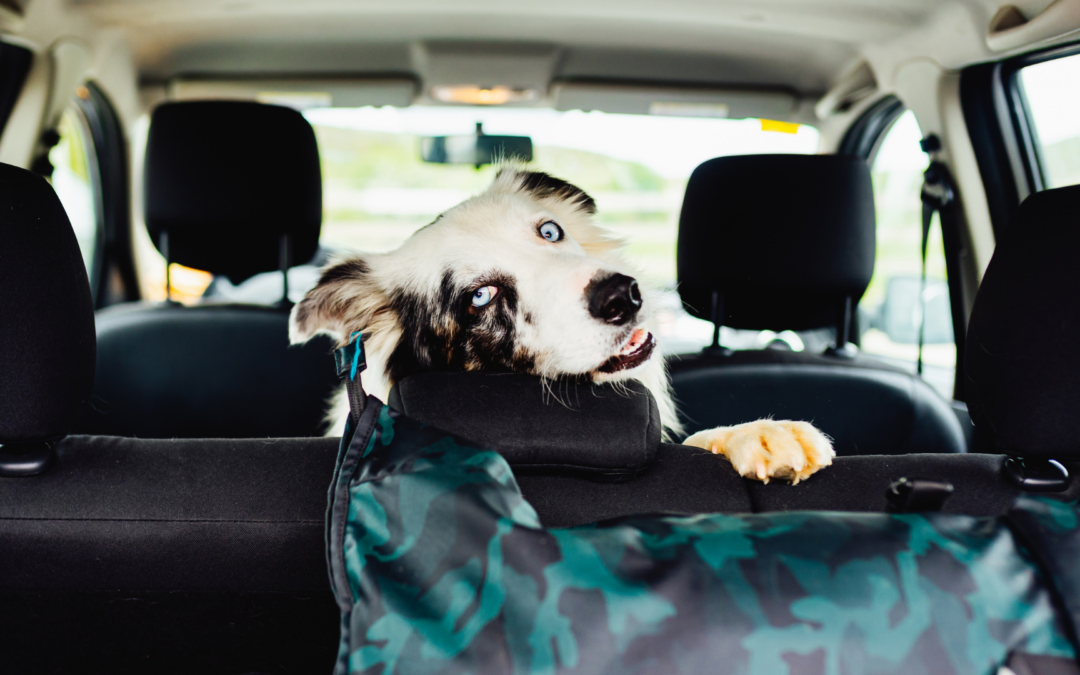 photograph of an australian shepherd sitting in the middle seat of the car looking out the open tailgate