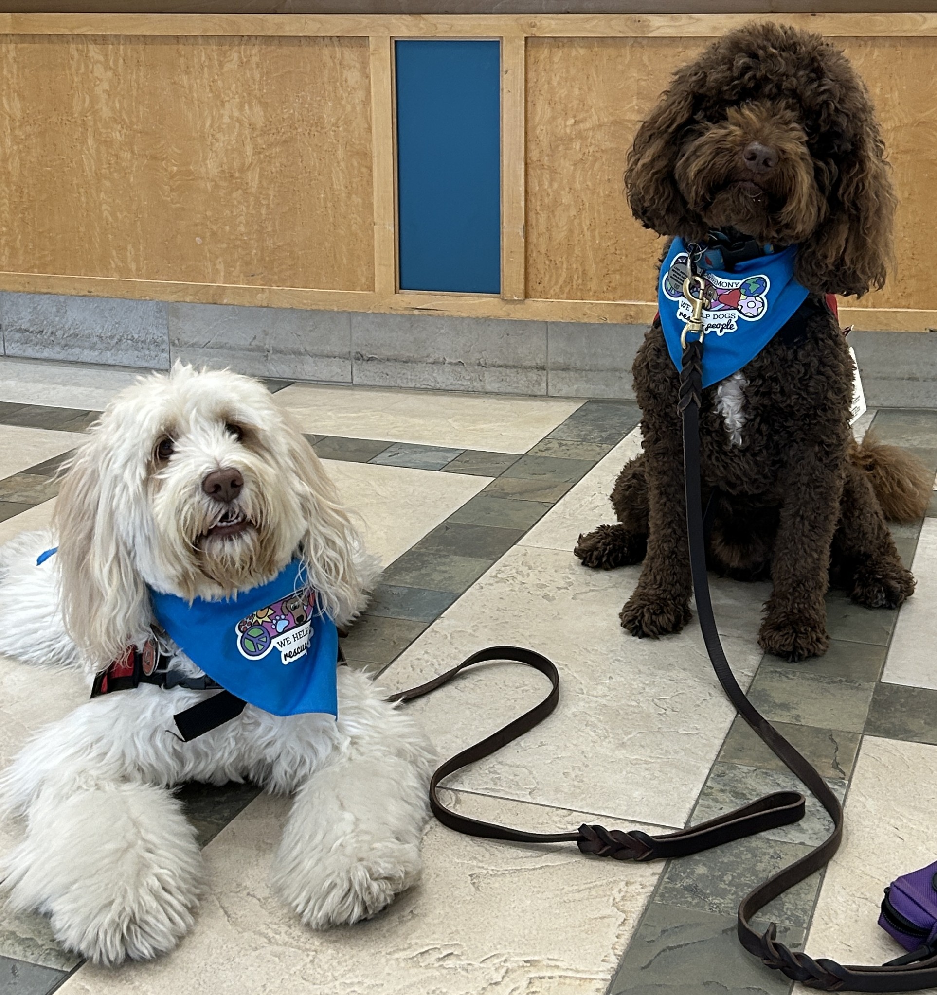 Photograph of two therapy dog labradoodles, Sammie and Murphy, who are wearing blue bandanas with Dog-Harmony's logo