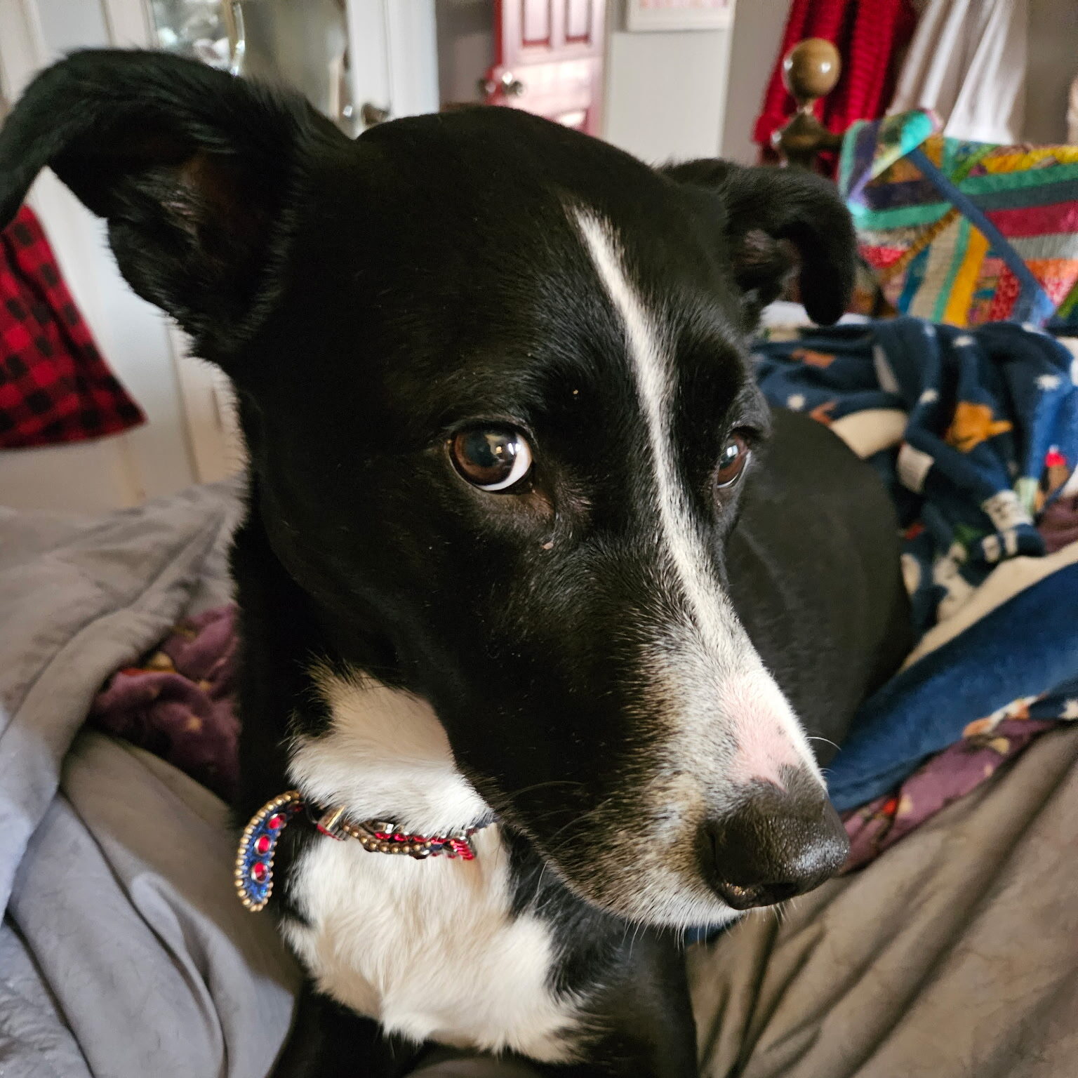 photograph of stan lee, a black-and-white short-haired collie rescue dog