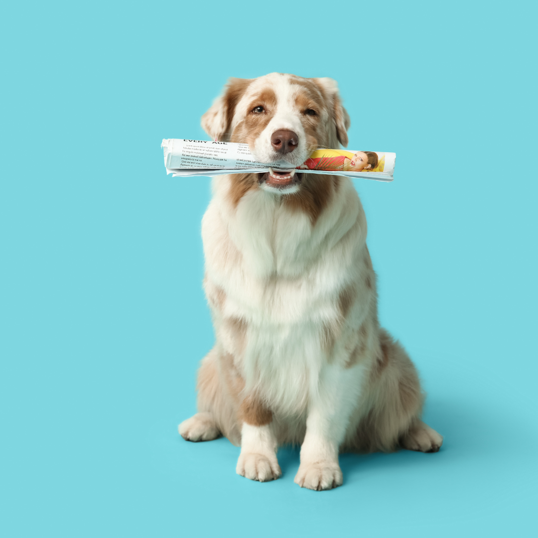 image of an australian shepherd on a blue background holding a rolled-up newspaper in its mouth