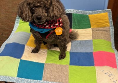 Photograph of Tiger the dog perched on a blanket on a chair