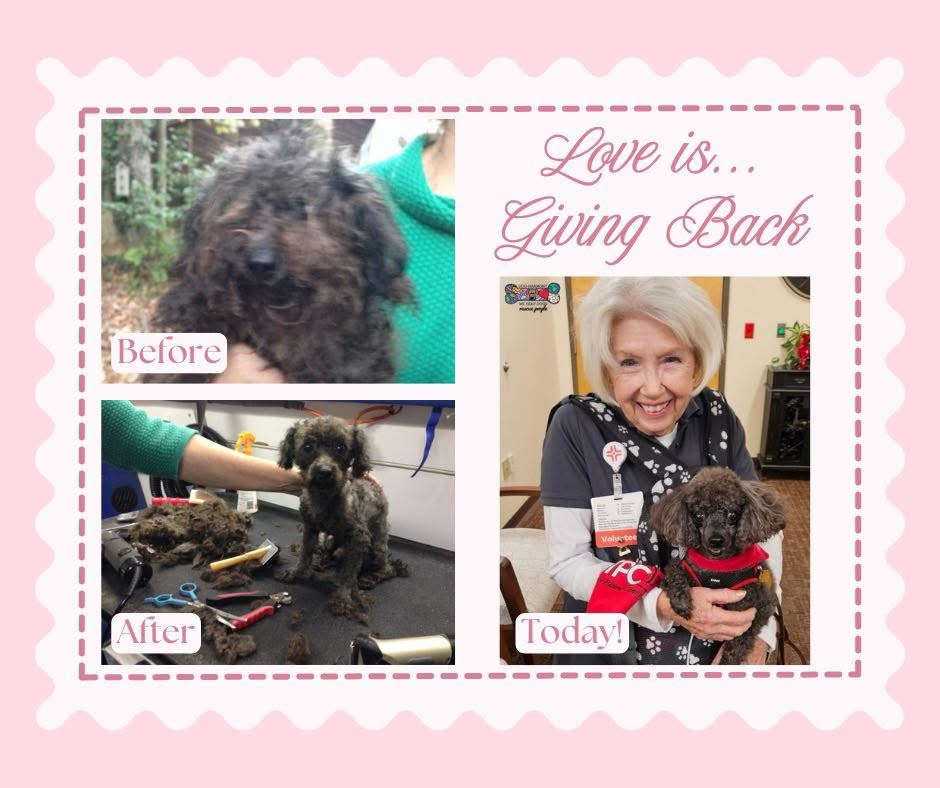 A Picture Collage of Tiger the therapy dog - before, during, and after rescue with the words "love is giving back"