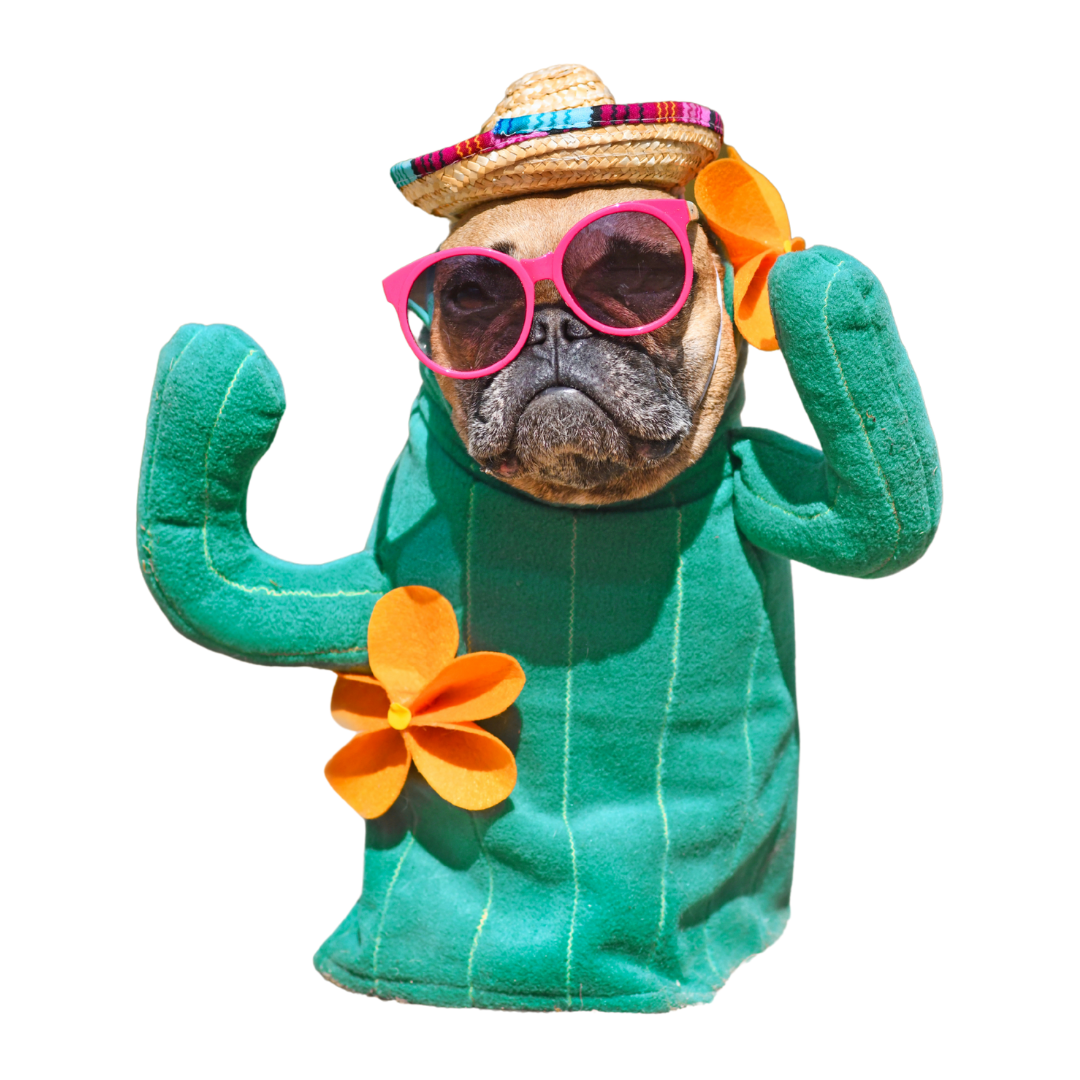 photograph of a french bulldog wearing sunglasses, a small sombrero, and a saguaro cactus outfit