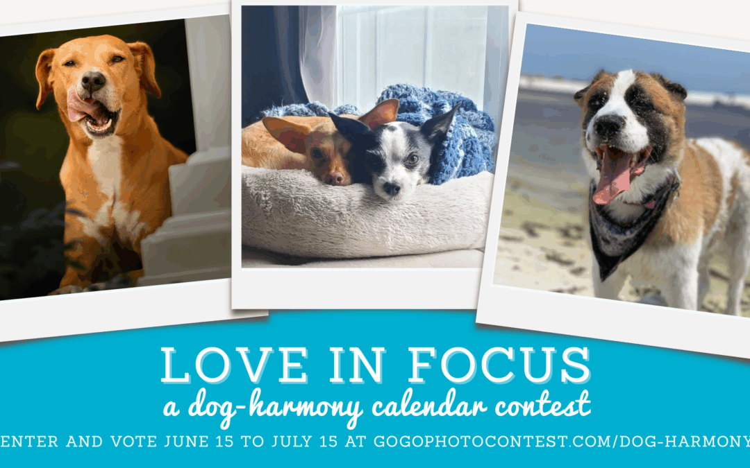 Dog-Harmony Celebrates 10 Years with “Love in Focus” Calendar Contest