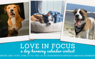 Dog-Harmony Celebrates 10 Years with “Love in Focus” Calendar Contest