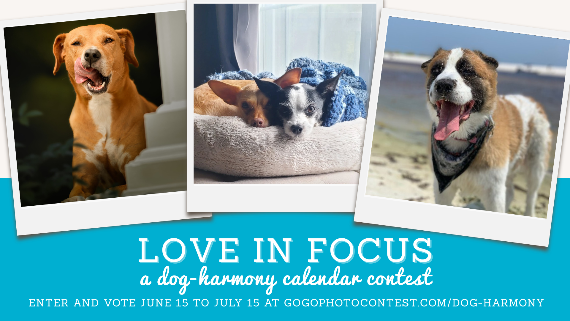 Graphic promoting Dog-Harmony's Love in Focus 10 year anniversary calendar contest featuring three dog contestants. Contest runs from June 15 to July 15, 2025 with a goal of raising $20,000.