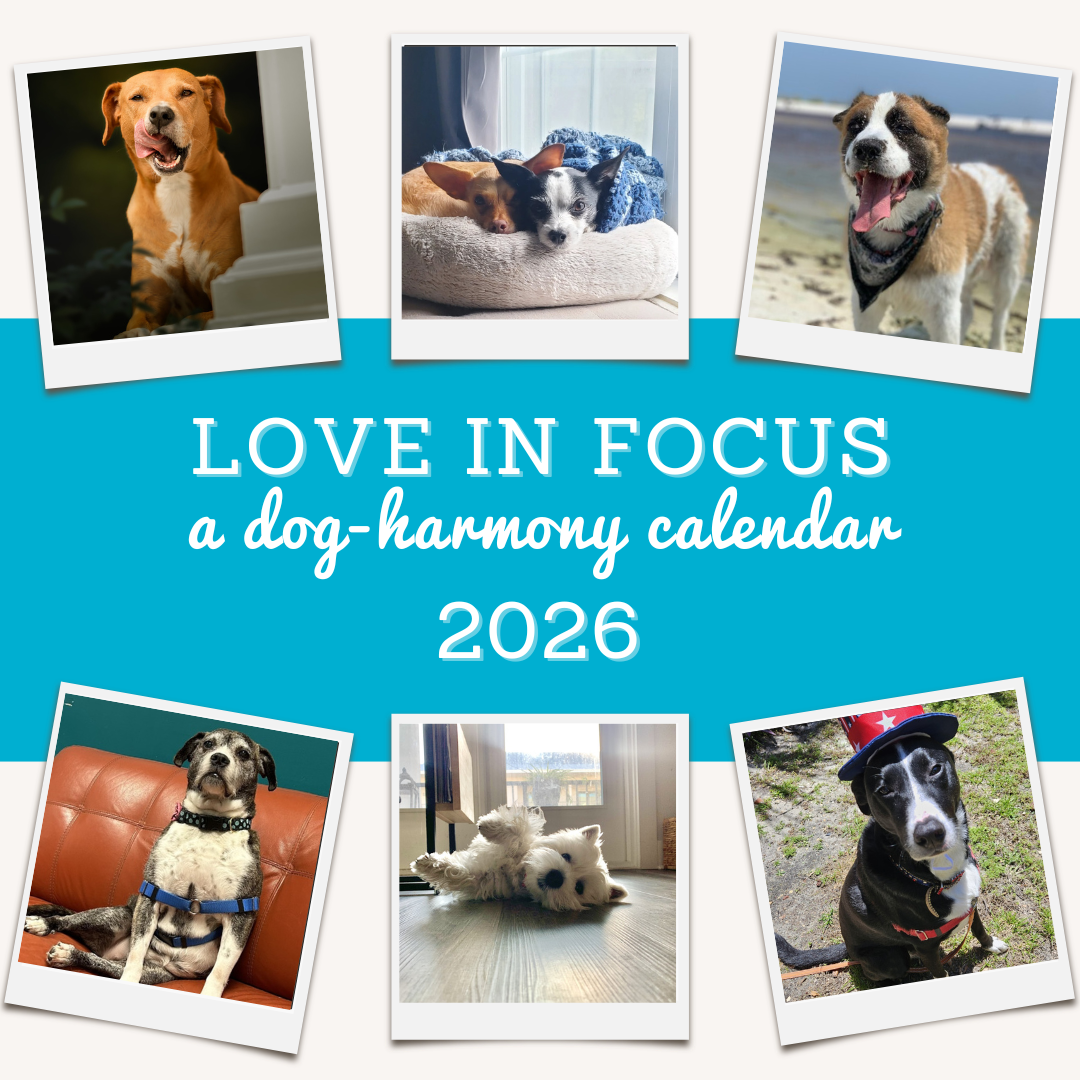 graphic with a collage of dog photos to promote dog-harmony's 2026 "Love in Focus" calendar