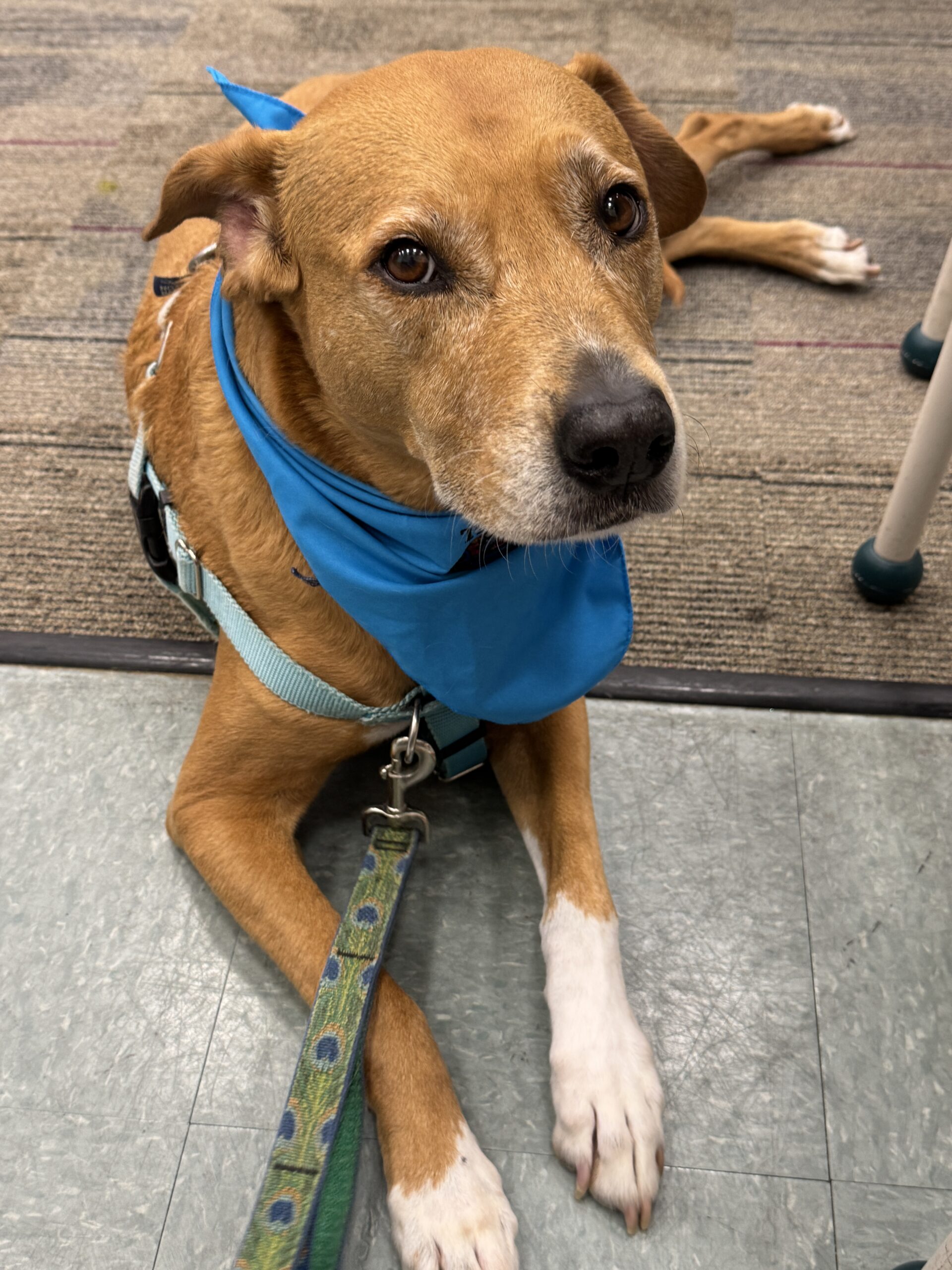 photograph of dog-harmony therapy dog chloe